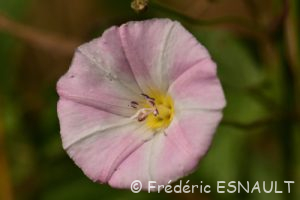 Liseron des champs (Convolvulus arvensis)