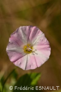 Liseron des champs (Convolvulus arvensis)