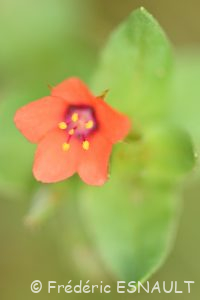 Mouron rouge ou Mouron des champs (Lysimachia arvensis)