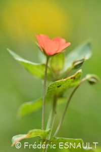 Mouron rouge ou Mouron des champs (Lysimachia arvensis)