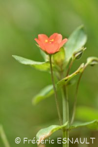 Mouron rouge ou Mouron des champs (Lysimachia arvensis)