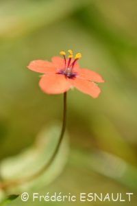 Mouron rouge ou Mouron des champs (Lysimachia arvensis)