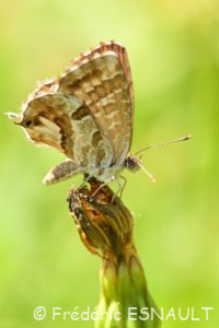 Argus ou Brun des pélargoniums (Cacyreus marshalli)