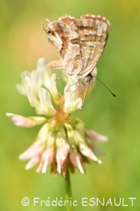 Argus ou Brun des pélargoniums (Cacyreus marshalli)
