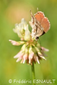 Argus ou Brun des pélargoniums (Cacyreus marshalli)