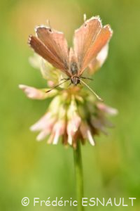 Argus ou Brun des pélargoniums (Cacyreus marshalli)