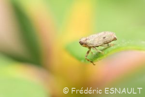 Isside commun ou Cigale bossue (Issus coleoptratus)
