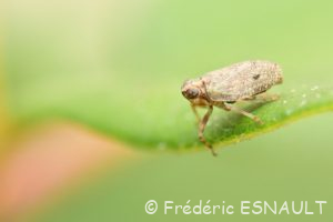 Isside commun ou Cigale bossue (Issus coleoptratus)