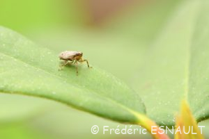 Isside commun ou Cigale bossue (Issus coleoptratus)