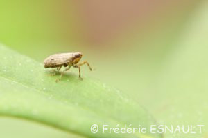 Isside commun ou Cigale bossue (Issus coleoptratus)