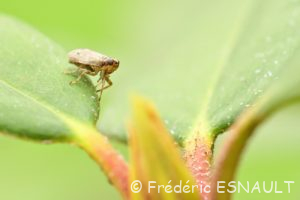 Isside commun ou Cigale bossue (Issus coleoptratus)