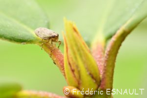 Isside commun ou Cigale bossue (Issus coleoptratus)