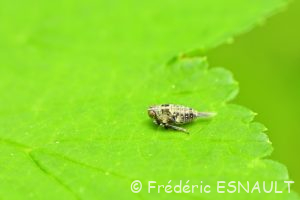 Larve d'Isside commun (Issus coleoptratus)