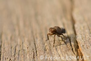 L'Isside commun (Issus coleoptratus)