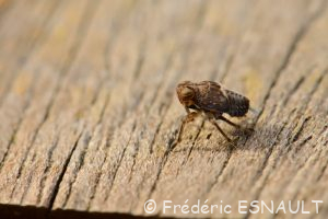 L'Isside commun (Issus coleoptratus)