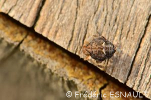 L'Isside commun (Issus coleoptratus)