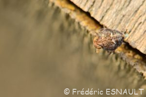 L'Isside commun (Issus coleoptratus)