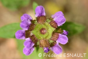 Brunelle commune ou Herbe au charpentier (Prunella vulgaris)