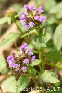 Brunelle commune ou Herbe au charpentier (Prunella vulgaris)