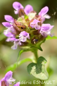 Brunelle commune ou Herbe au charpentier (Prunella vulgaris)