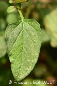 Brunelle commune ou Herbe au charpentier (Prunella vulgaris)