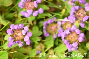 Brunelle commune ou Herbe au charpentier (Prunella vulgaris)