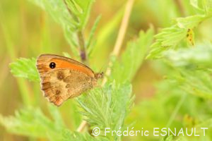 Amaryllis (Pyronia tithonus)