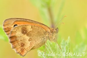 Amaryllis (Pyronia tithonus)