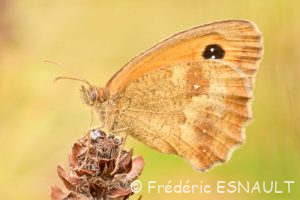 Amaryllis (Pyronia tithonus)