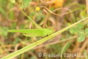 Phanéroptère commun (Phaneroptera falcata)
