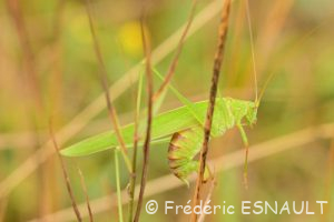 Phanéroptère commun (Phaneroptera falcata)
