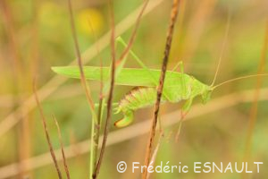 Phanéroptère commun (Phaneroptera falcata)