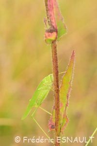 Phanéroptère commun (Phaneroptera falcata)