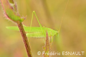 Phanéroptère commun (Phaneroptera falcata)