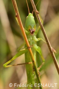 Phanéroptère commun (Phaneroptera falcata)