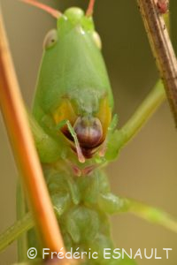 Phanéroptère commun (Phaneroptera falcata)