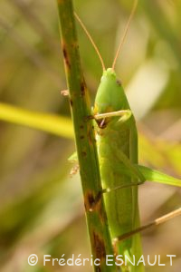 Phanéroptère commun (Phaneroptera falcata)