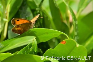 Amaryllis (Pyronia tithonus)