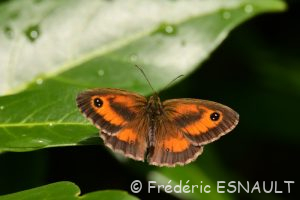 Amaryllis (Pyronia tithonus)