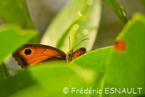 Amaryllis (Pyronia tithonus)