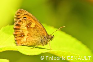 Amaryllis (Pyronia tithonus)
