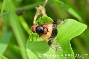 Volucelle transparente (Volucella pellucens)