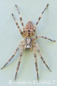 Zoropse à pattes épineuses (Zoropsis spinimana)