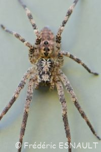 Zoropse à pattes épineuses (Zoropsis spinimana)