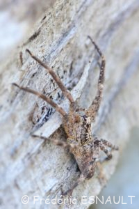 Zoropse à pattes épineuses (Zoropsis spinimana)