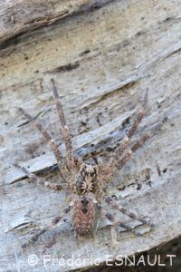 Zoropse à pattes épineuses (Zoropsis spinimana)