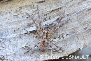 Zoropse à pattes épineuses (Zoropsis spinimana)