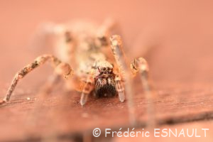 Zoropse à pattes épineuses (Zoropsis spinimana)