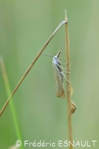 Crambus des jardins (Chrysoteuchia culmella)