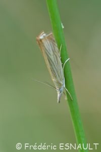Crambus des jardins (Chrysoteuchia culmella)